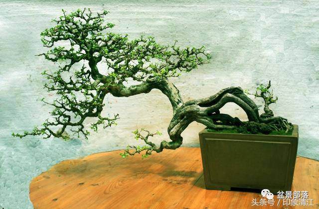 树桩盆景选桩标准有一根、二干、三曲、四节、五枝