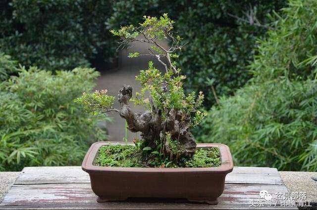 树桩盆景选桩标准有一根、二干、三曲、四节、五枝