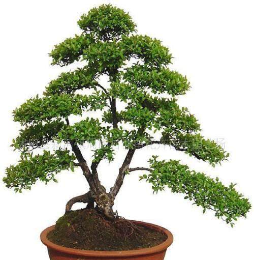 雀梅盆景的采挖与栽培