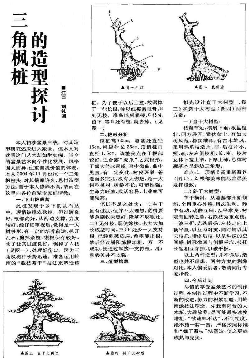 三角枫桩的造型探讨