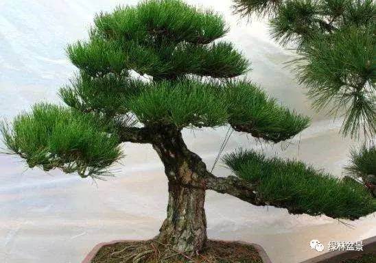 告诉你一个最简单的区别所有松树盆景的方法