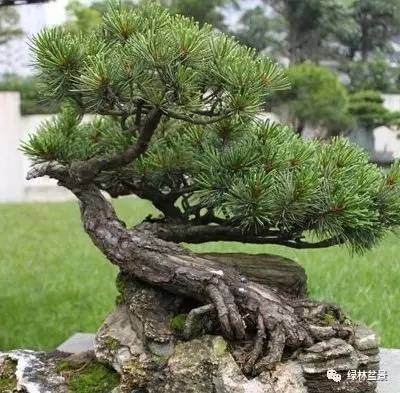 怎么简单的区别所有松树盆景的方法