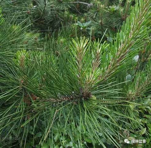 怎么简单的区别所有松树盆景的方法