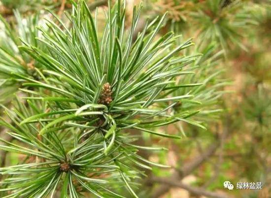 怎么简单的区别所有松树盆景的方法
