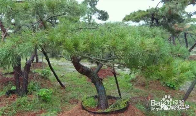 怎么简单的区别所有松树盆景的方法