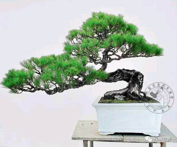 怎么简单的区别所有松树盆景的方法