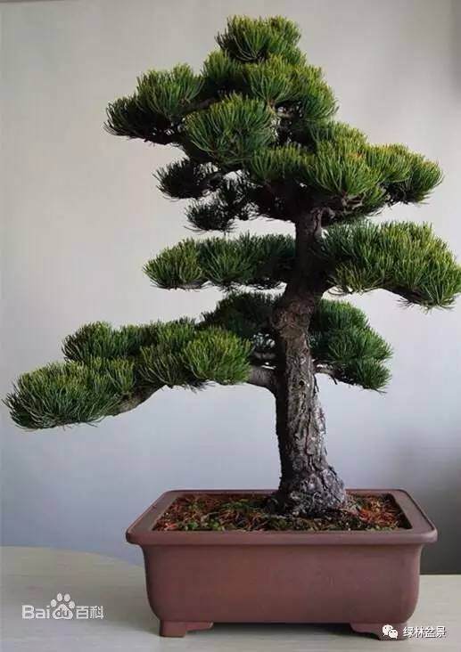 怎么简单的区别所有松树盆景的方法