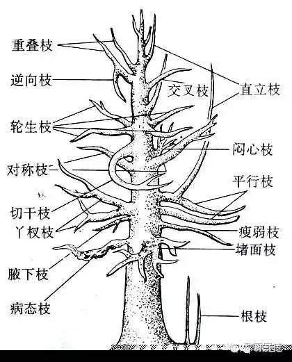 树桩盆景修剪的各种忌枝?