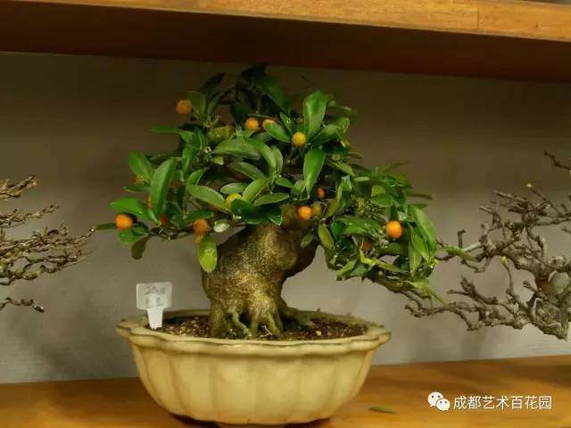 金豆盆景的栽培技术