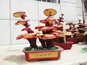 这里的灵芝当盆景卖出了高价