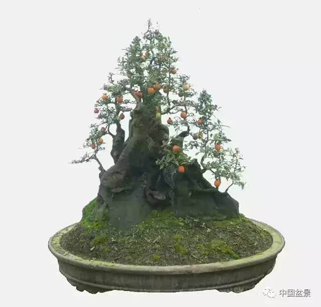 树桩盆景飘枝制作养护大有讲究