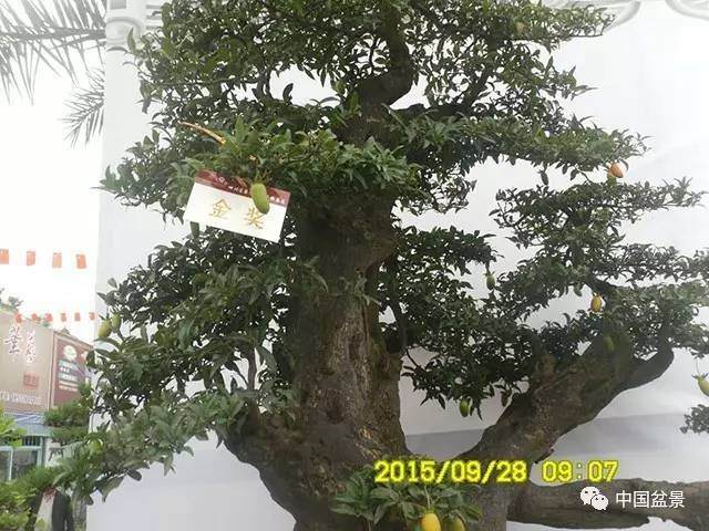 树桩盆景飘枝制作养护大有讲究