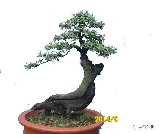 树桩盆景飘枝制作养护大有讲究