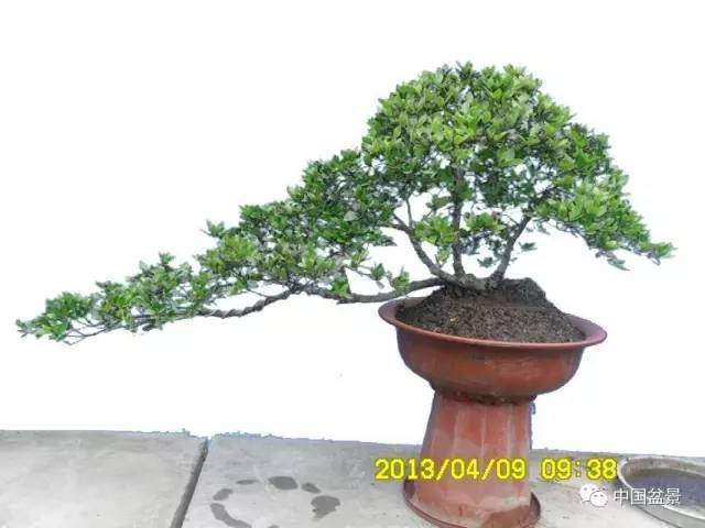 树桩盆景飘枝制作养护大有讲究