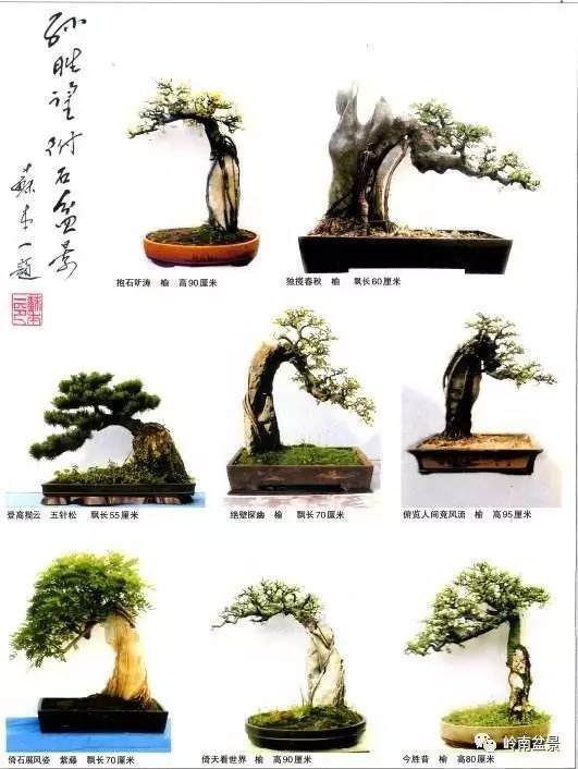 孙胜望——崇阳县花木盆景协会常务副会长