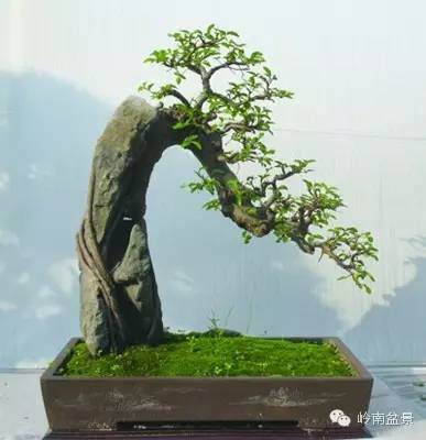 孙胜望——崇阳县花木盆景协会常务副会长