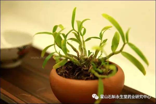 如何在家种植霍山石斛盆景?