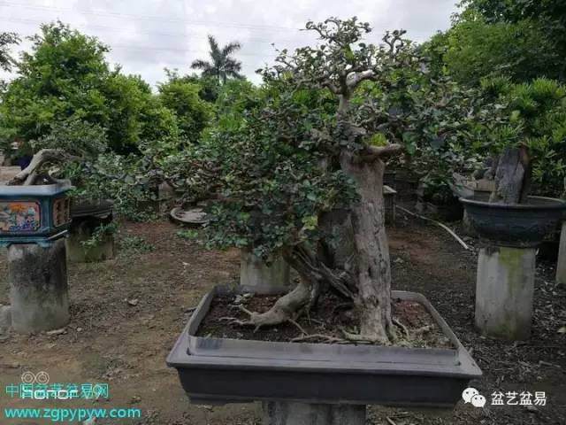 广州市协会盆景专委会定于6月27日举行第二次活动