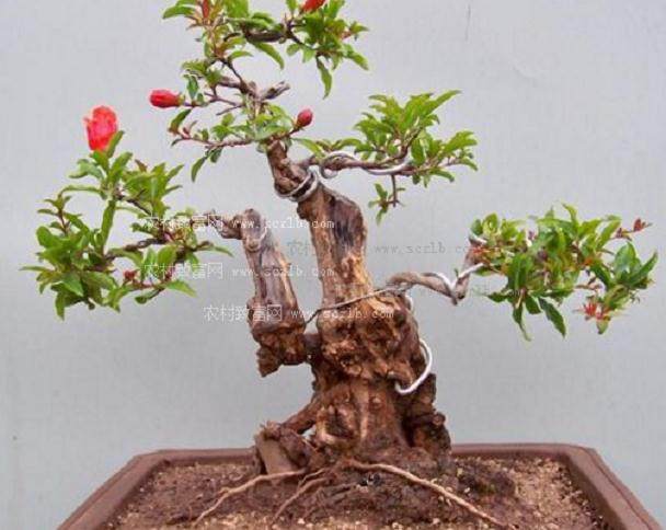 石榴盆景的嫁接及造型