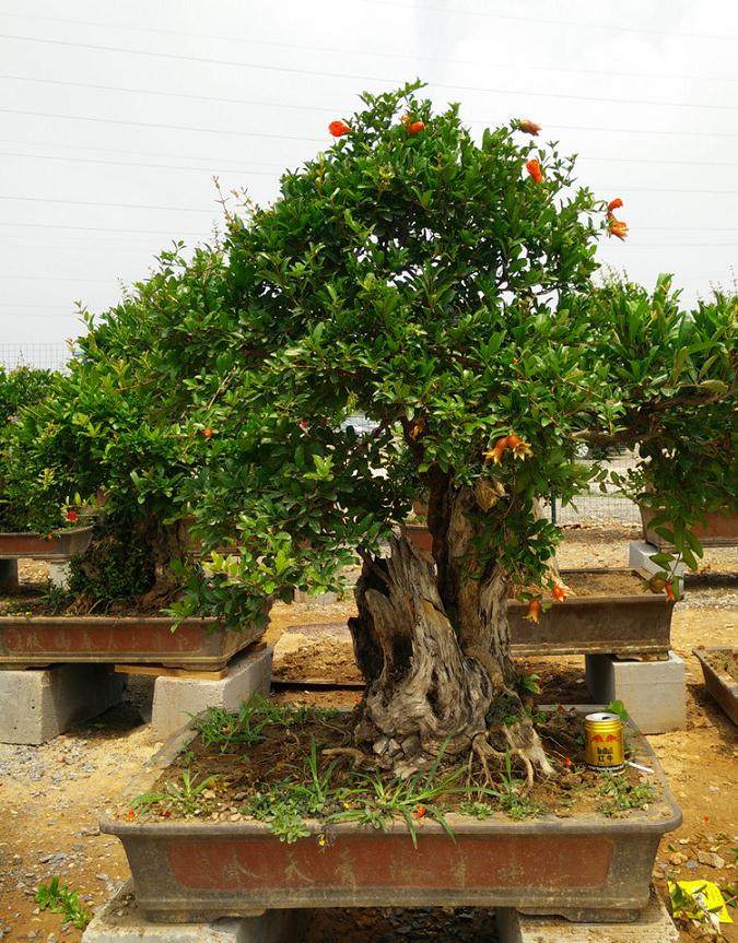 枝干扦插快速制作石榴盆景