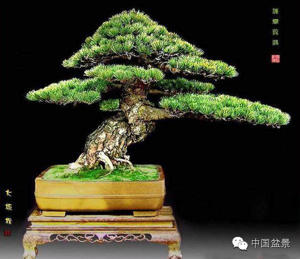 雄浑苍劲 古朴典雅&mdash;&mdash;赏郑国顺盆景艺术