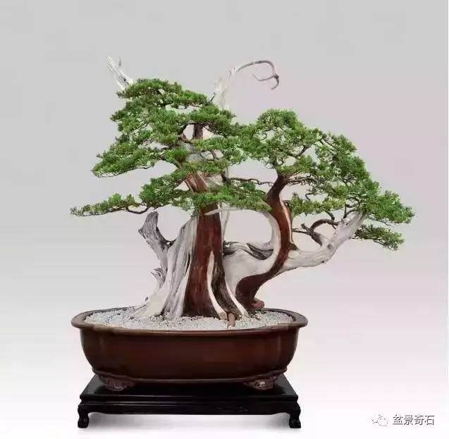 浅谈盆景界目前存在某些倾向性问题