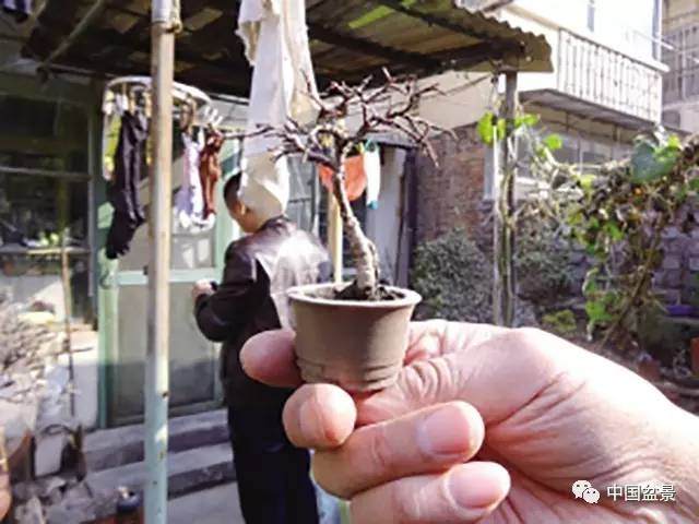 宫树鼎老人和他衷爱的微型盆景
