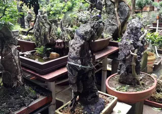 梅南珍：一个酷爱盆景艺术的城市边沿人