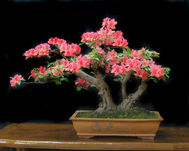 映山红桩栽植成活率很低，有什么方法可提高栽植成活率？