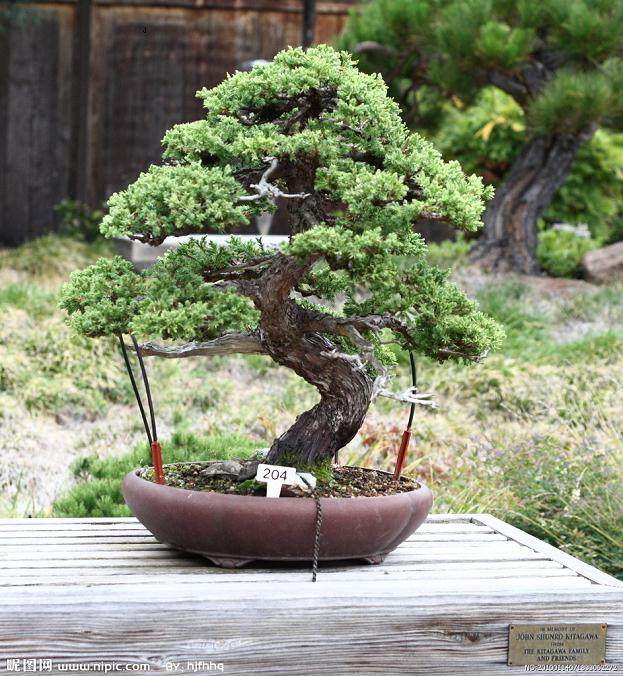 我养的椎木盆景每年都回片严重，请问原因何在，如何预防？