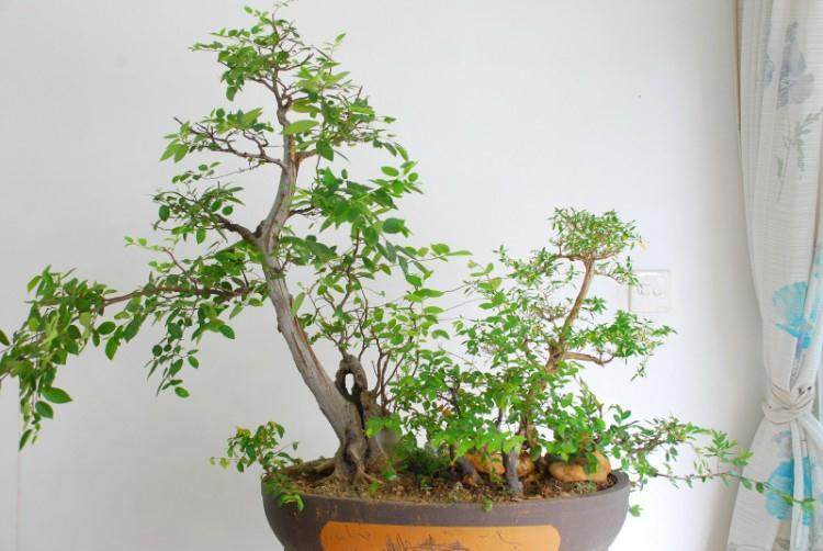 盆景著作权问题之我见