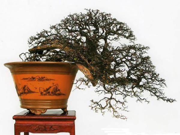 赏雀梅盆景《云崖虎跃》