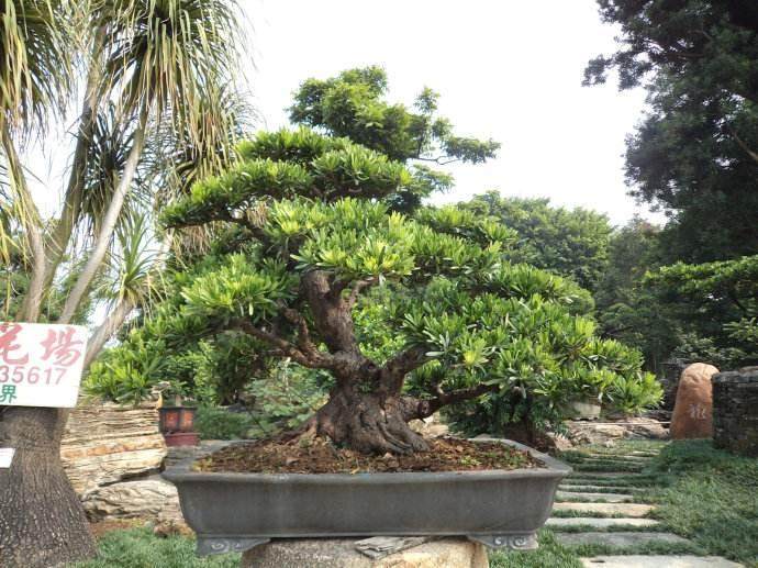 佛山盆协第一届盆景展落慕