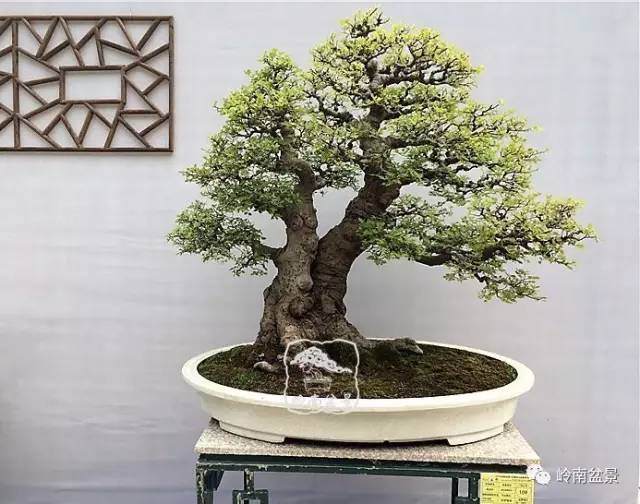 年功是盆景艺术制作成功的关键,何谓年功?