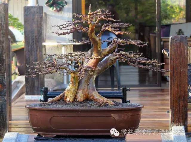 盆景怎么炉火纯青的枝法