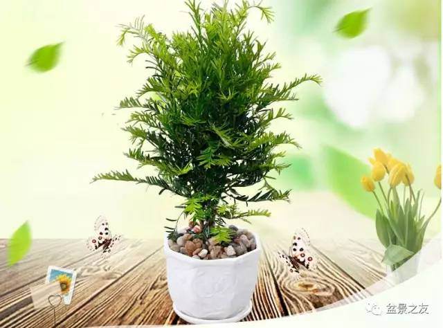 一盆绿植盆景，你的家也能诗情画意！