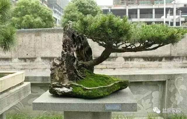 自然大树型盆景的配盆与造型要领