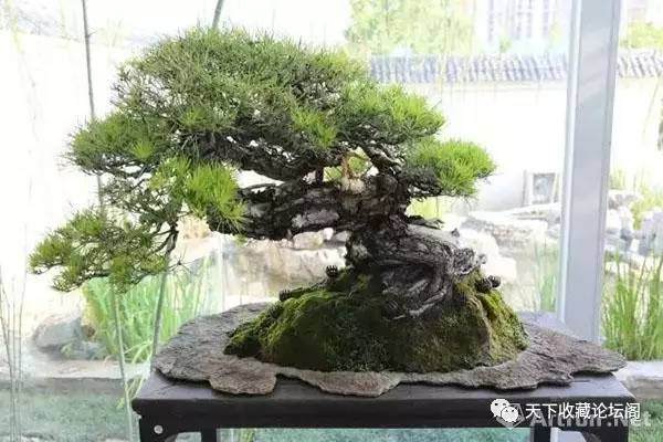 2017年盆景艺术成拍场新秀