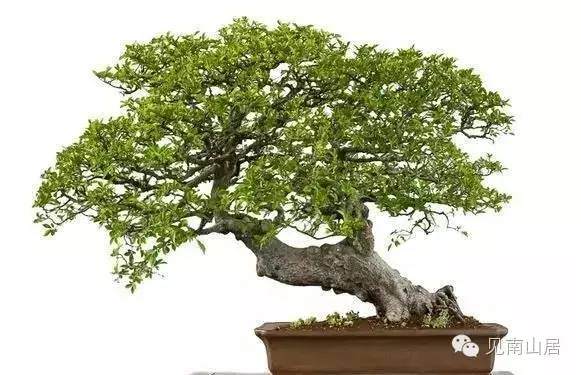 榔榆盆景的选桩与盆土选择