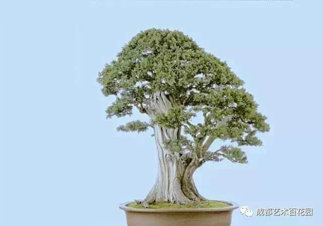 盆景艺术源于人类与大自然的和谐共生