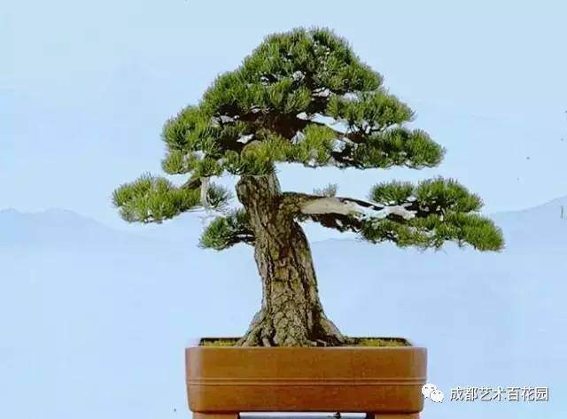 盆景艺术源于人类与大自然的和谐共生