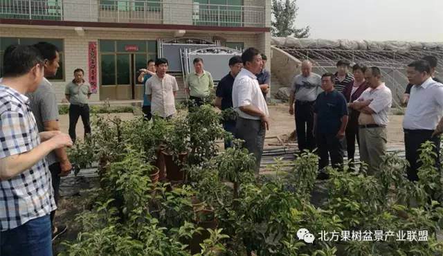易县狼牙山镇领导到保定艳永果树盆景公司参观考察