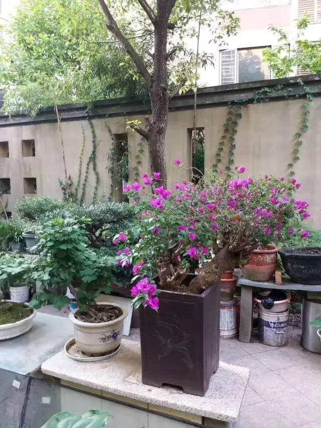 私家盆景打造社区花园——你所不知道的独特景观
