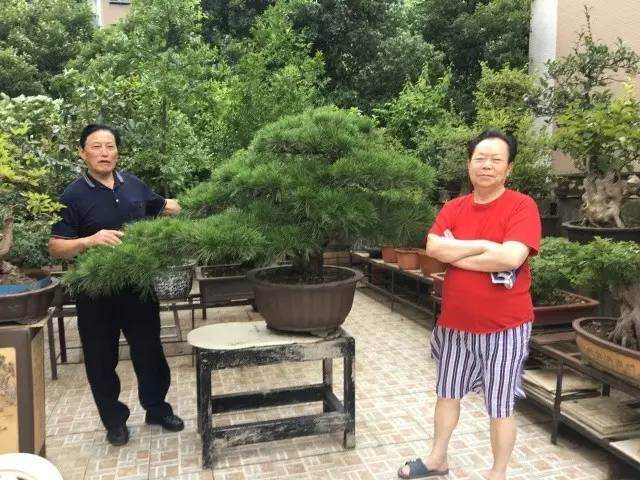 私家盆景打造社区花园-你所不知道的独特景观