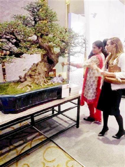 大连推介会上所展示的盆景来自番禺