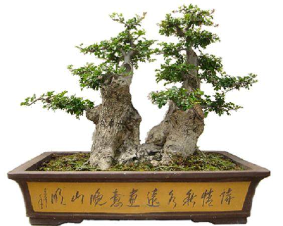 自己动手制作中小型盆景,如何选留过渡托枝?