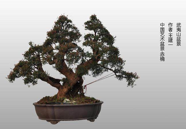 盆景&ldquo;维权&rdquo;还应稍安勿躁！