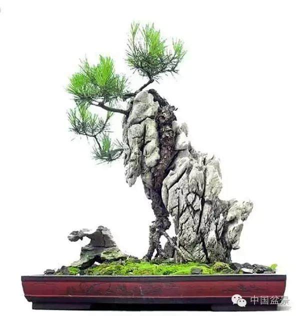 浅谈山松附石盆景