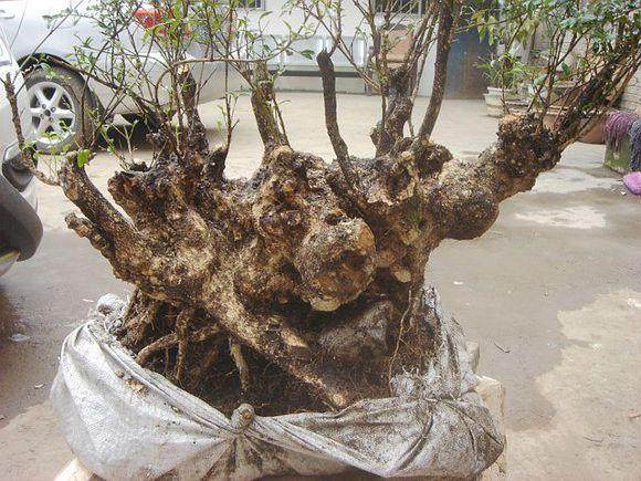 浅谈野外树桩的采集