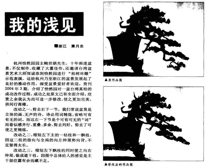 怡然园对一盆台湾真柏的成功制作过程